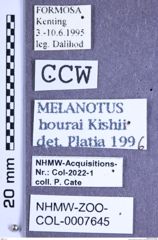 Etikette zu Melanotus hourai (Kishii, 1989) (NHMW-ZOO-COL-0007645)